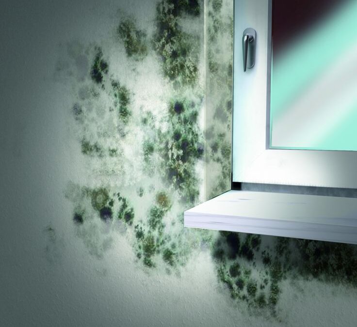 Schimmel an Wänden? So beugen Sie richtig vor